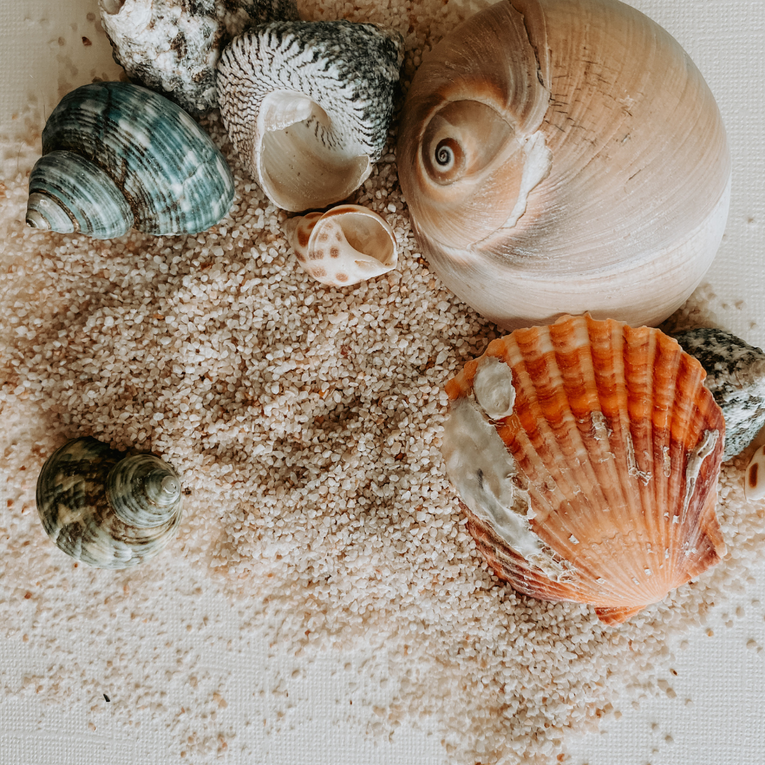 Mini Sweetheart Clam Shell - Marbled Sand